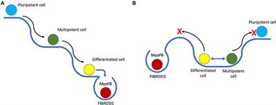 Growth Factors in Regeneration and Regenerative Medicine: “the Cure and the Cause”